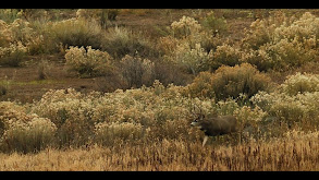 Rocky Mountain Muleys thumbnail