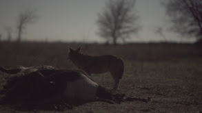 Night Crew thumbnail