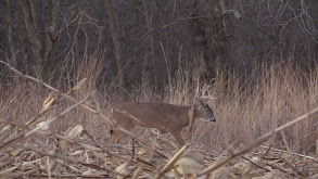 The Kansas Connection thumbnail