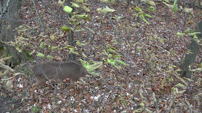 Hunting the Rut - AA thumbnail