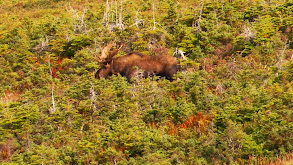 Big Oceanside Bulls thumbnail